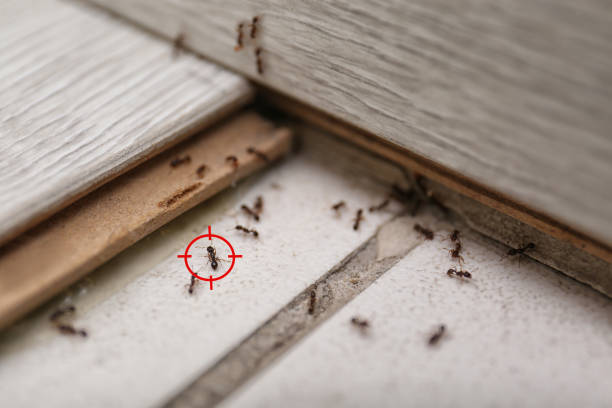 Best Pest Inspection Near Me  in Montague, CA
