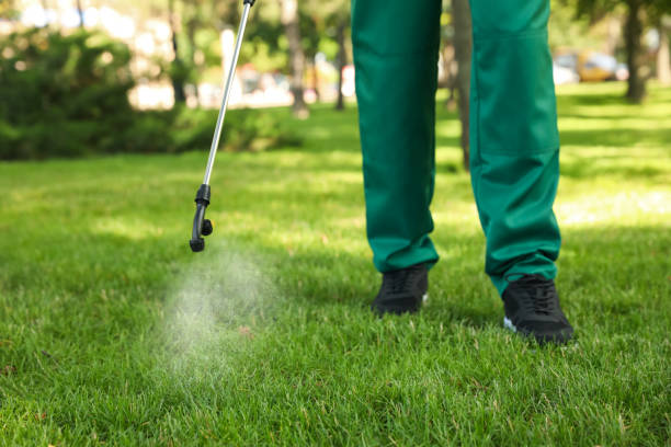Best Wasp Removal Services  in Montague, CA
