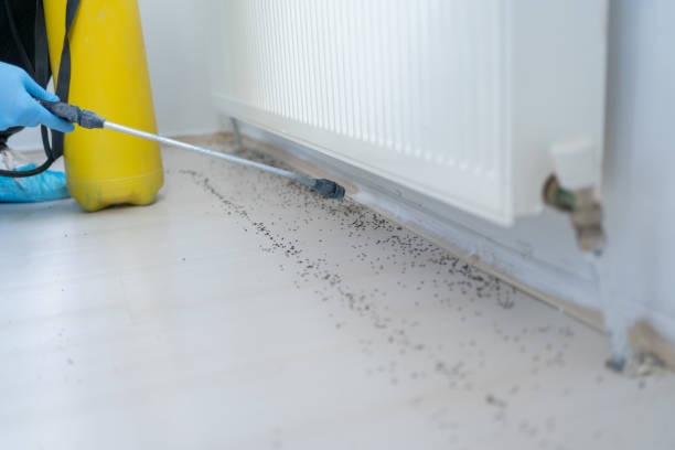 Best Termite Control Services  in Montague, CA